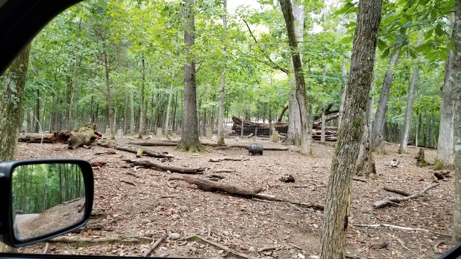 Briarwood Ranch SP - Pig