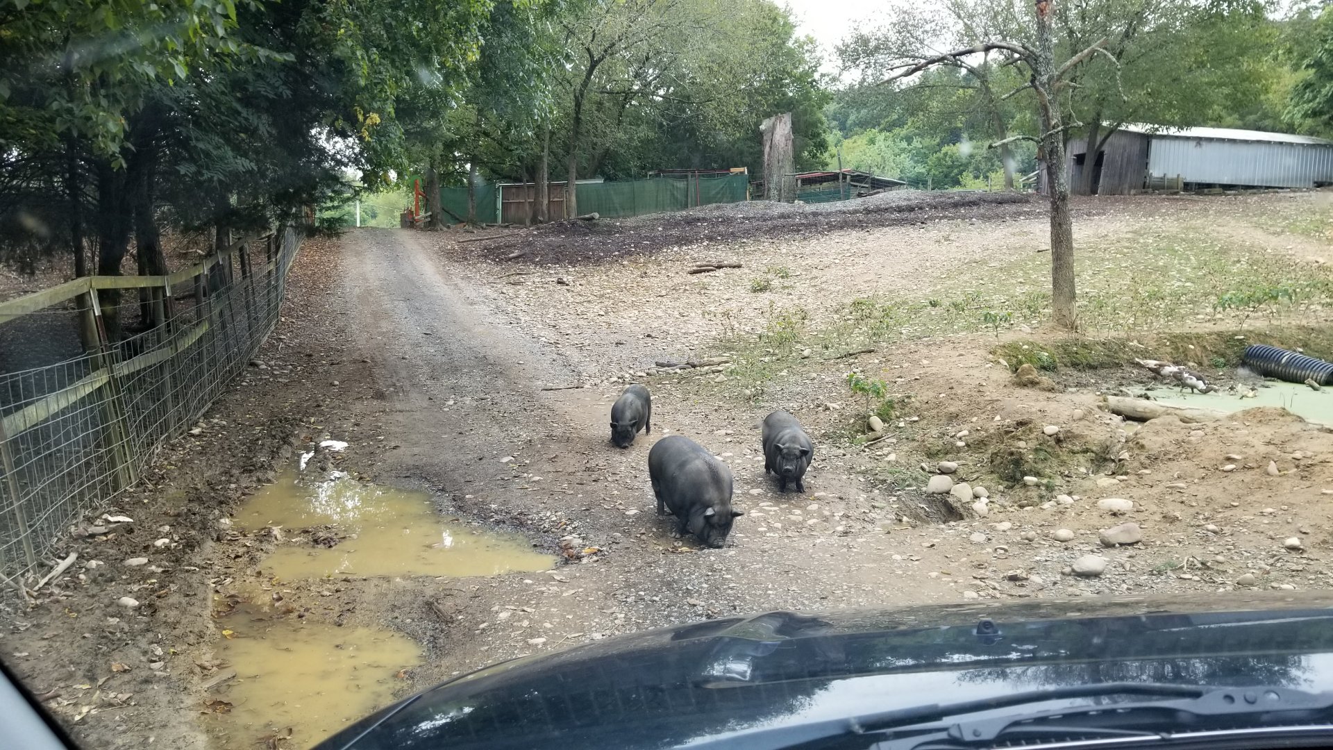 Briarwood Ranch SP - Pigs in the road