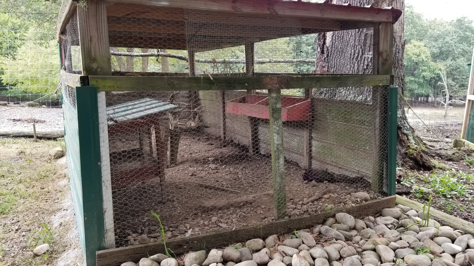 Briarwood Ranch SP - Ringneck Pheasant
