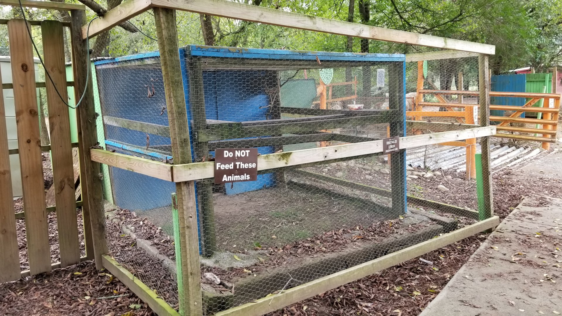 Briarwood Ranch SP - Ringtailed Lemur