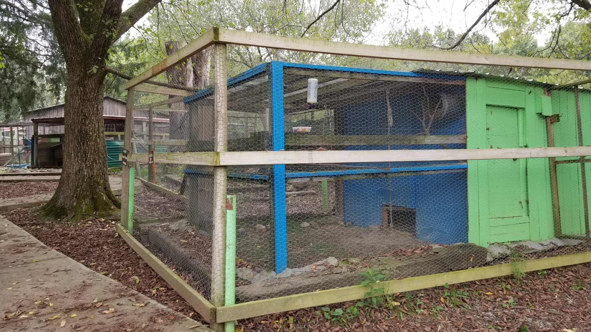 Briarwood Ranch SP - Ringtailed Lemur