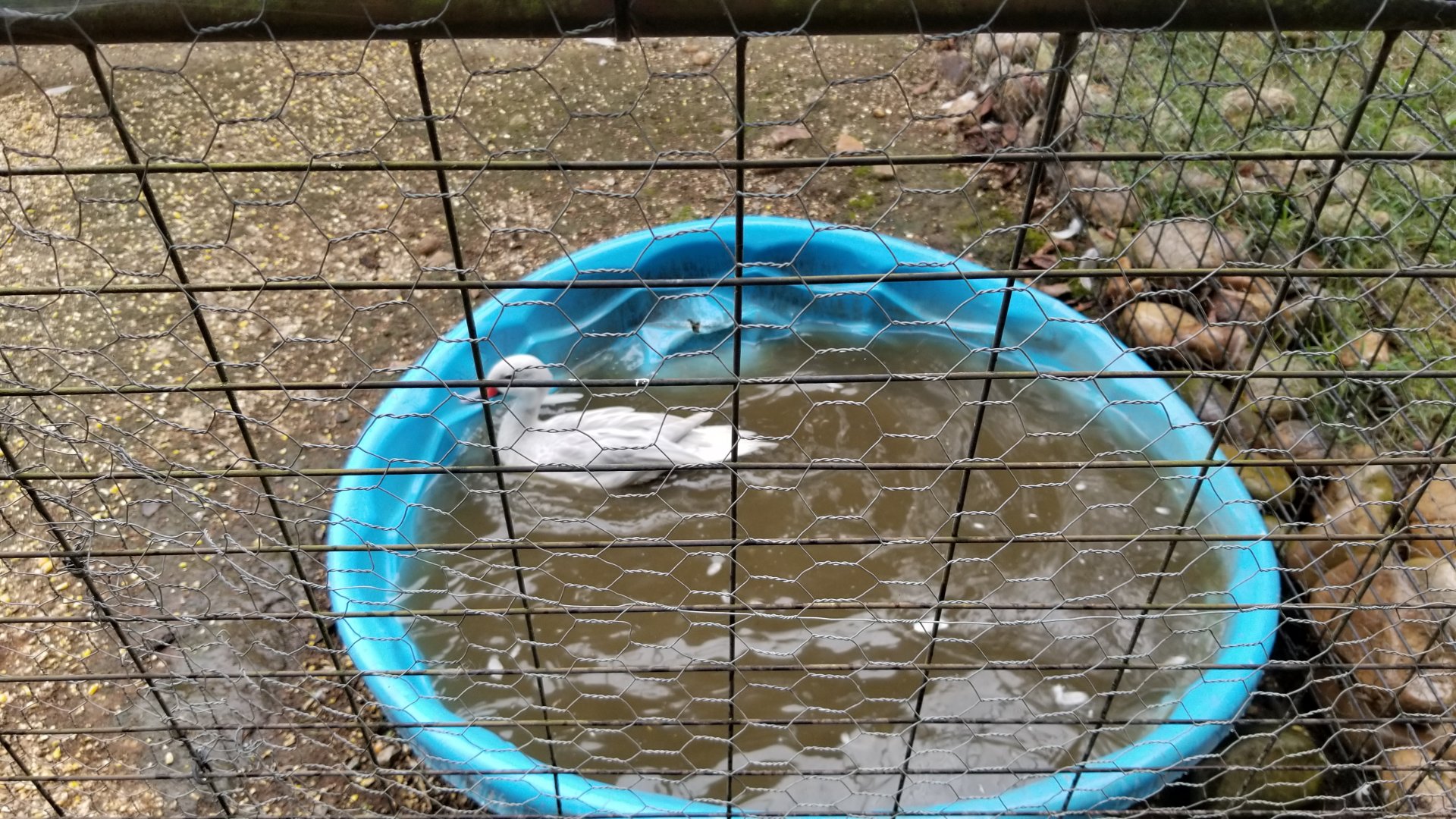 Briarwood Ranch SP - Species ID?