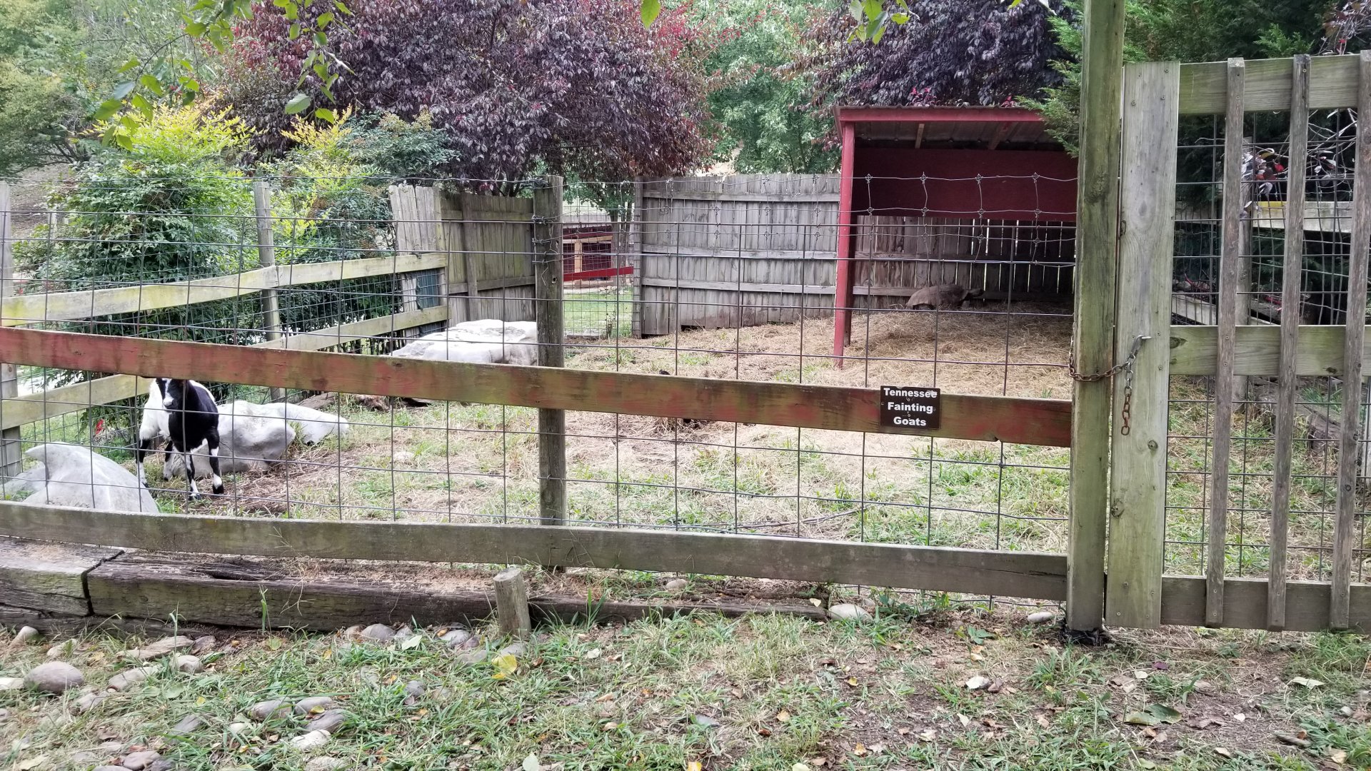 Briarwood Ranch SP - Tennessee fainting goat