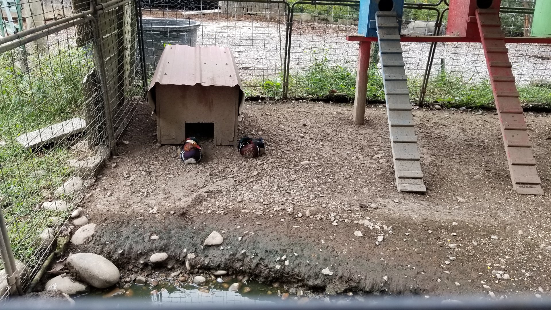 Briarwood Ranch SP - Wood ducks