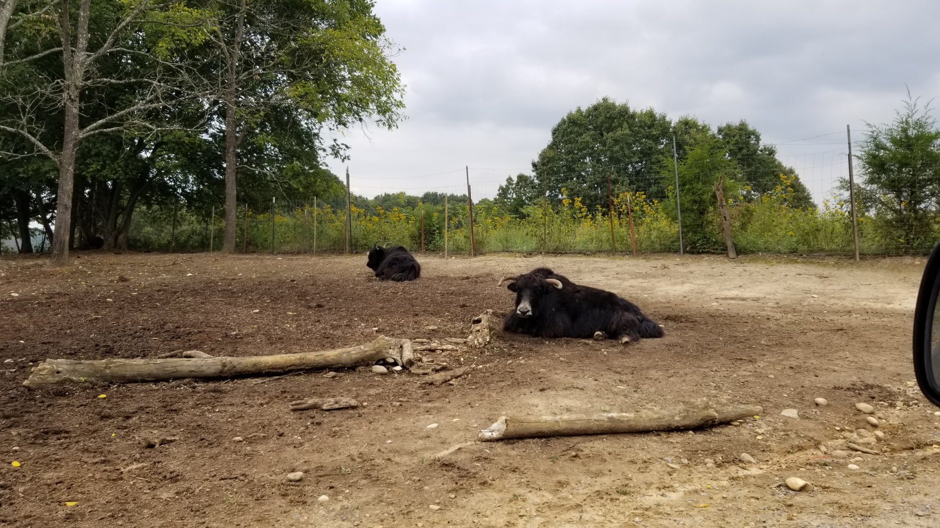 Briarwood Ranch SP - Yak