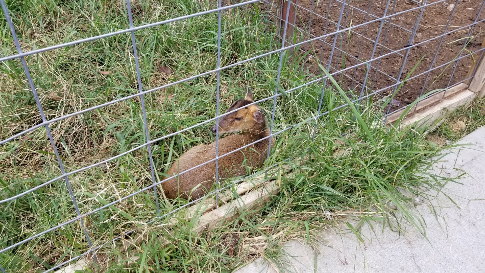 Briarwood Ranch SP - Young muntjac. Species ID?
