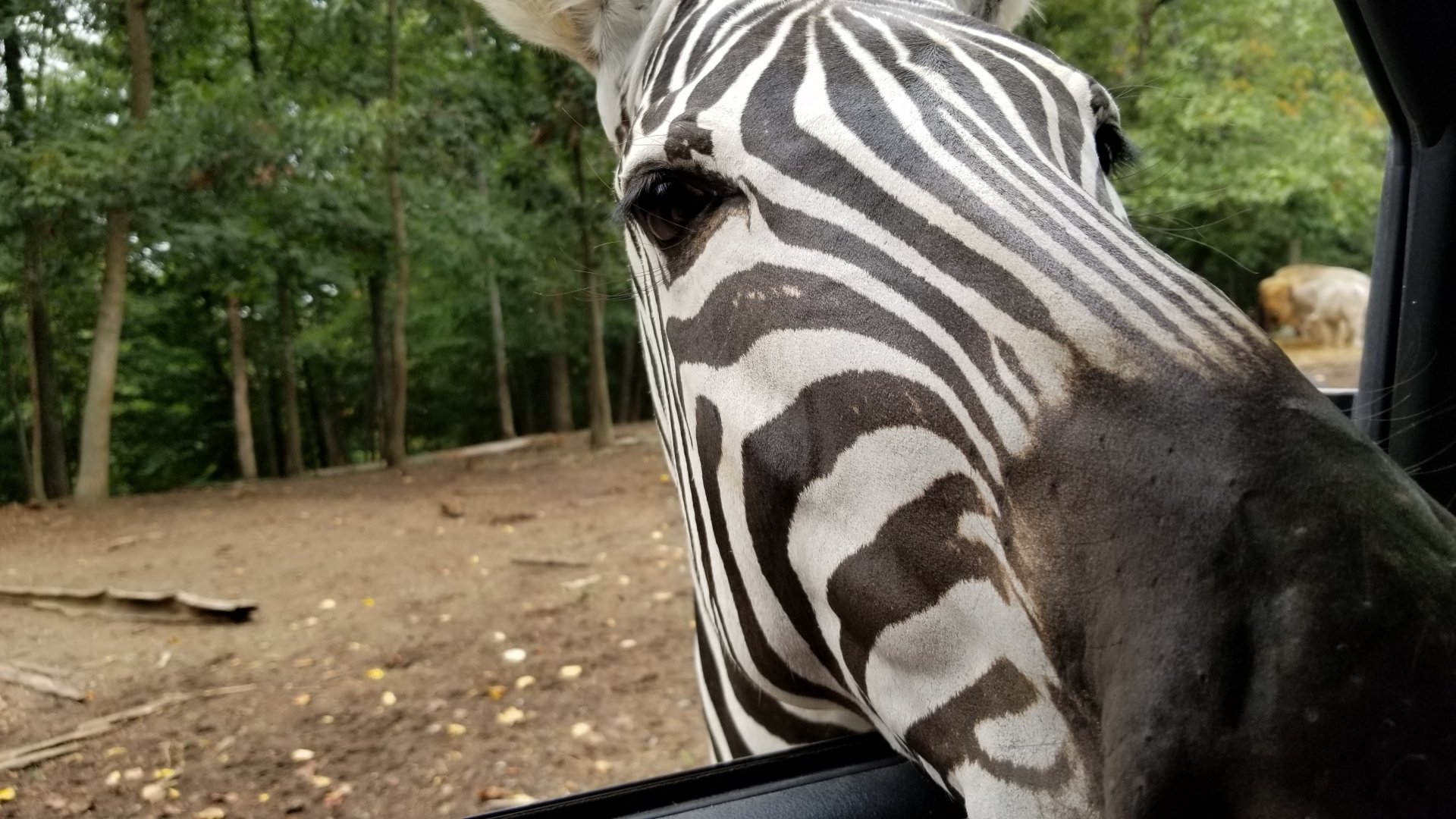 Briarwood Ranch SP - Zebra