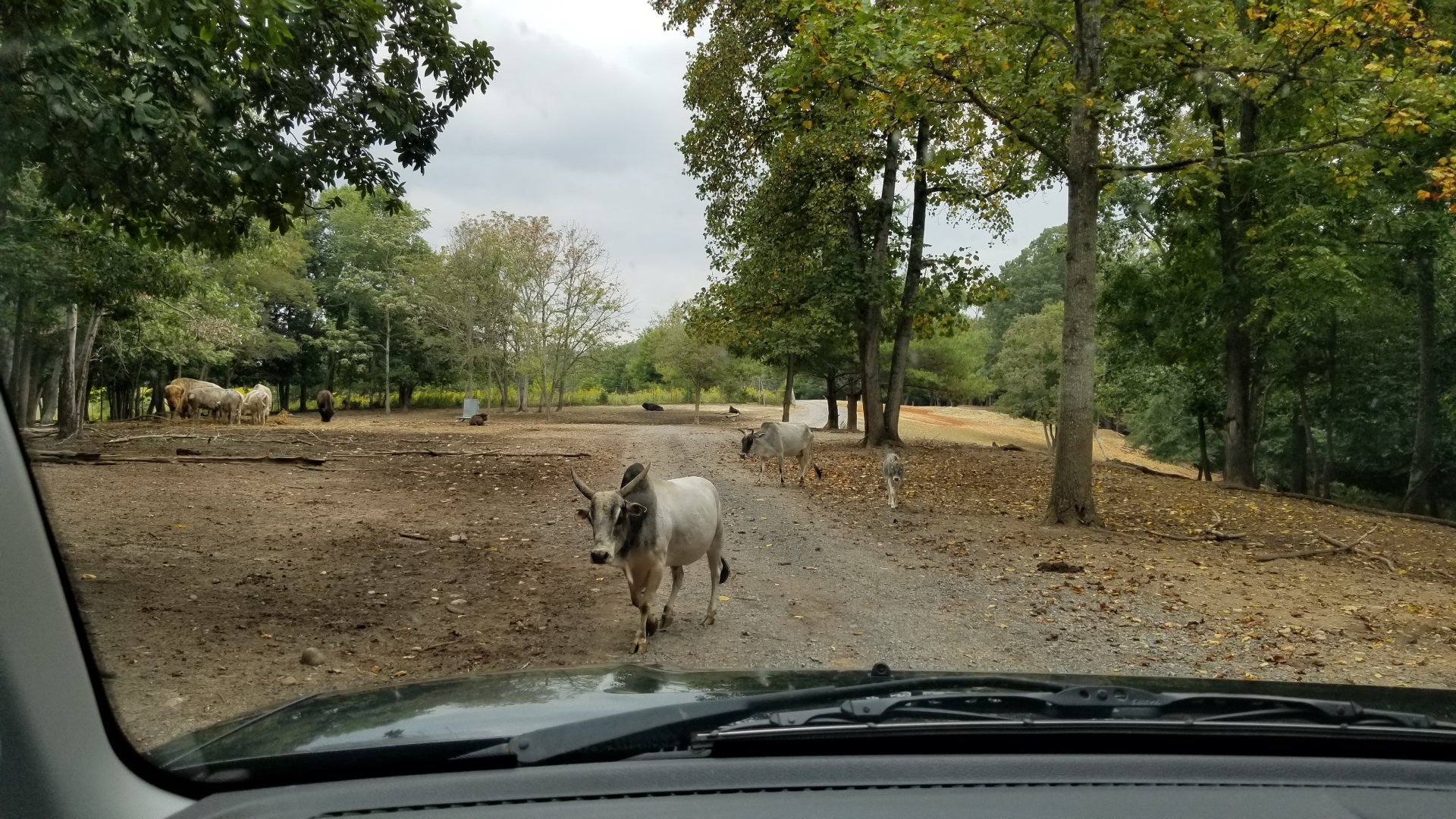 Briarwood Ranch SP - Zebu, bison feeding area