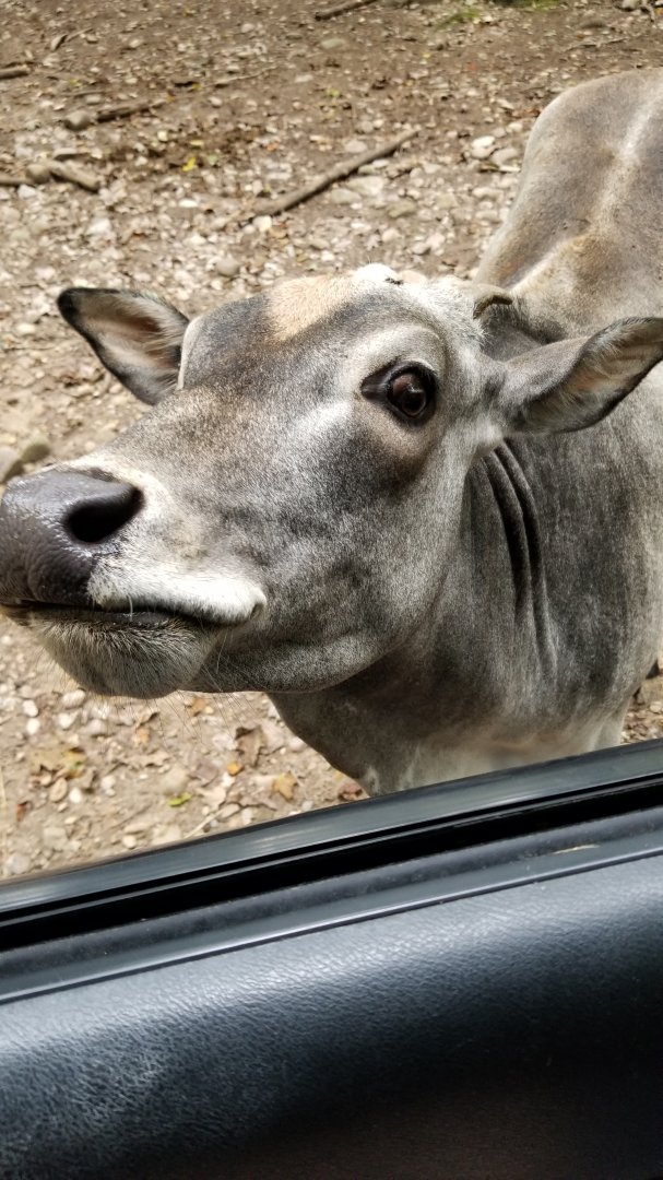 Briarwood Ranch SP - Zebu