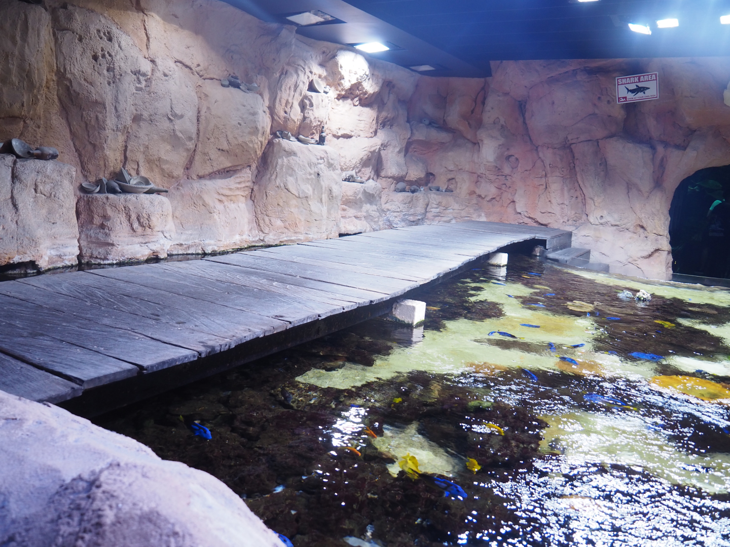 Bridge above open-topped reef tank, 2022-09-14