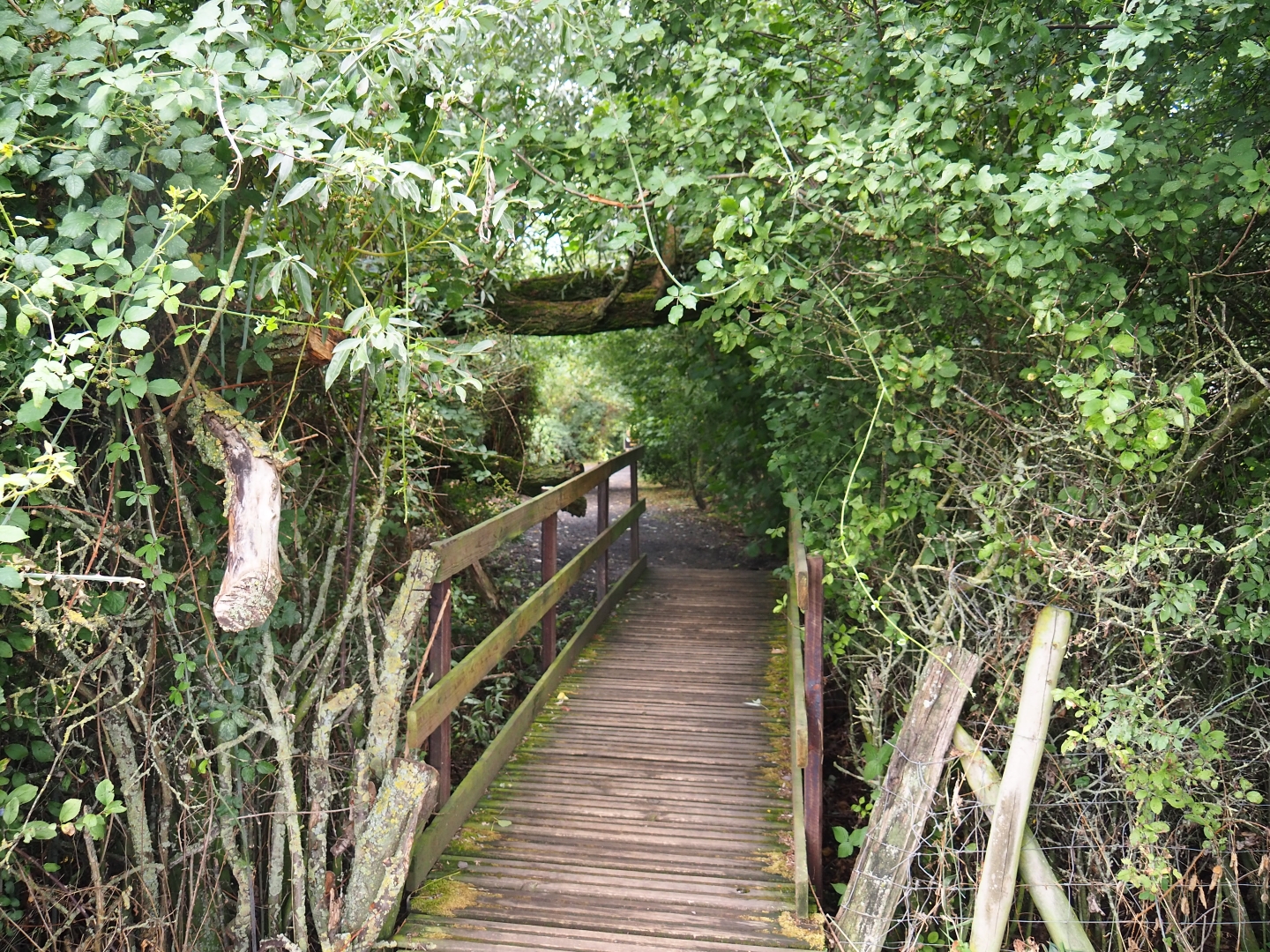Bridge and naturalistic park lay-out