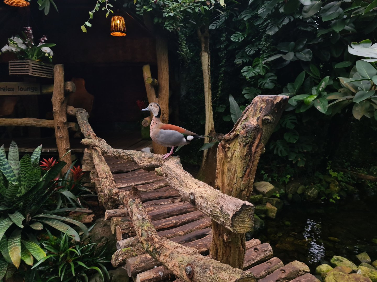 Bridge and Ringed teal in "Amazon" hall