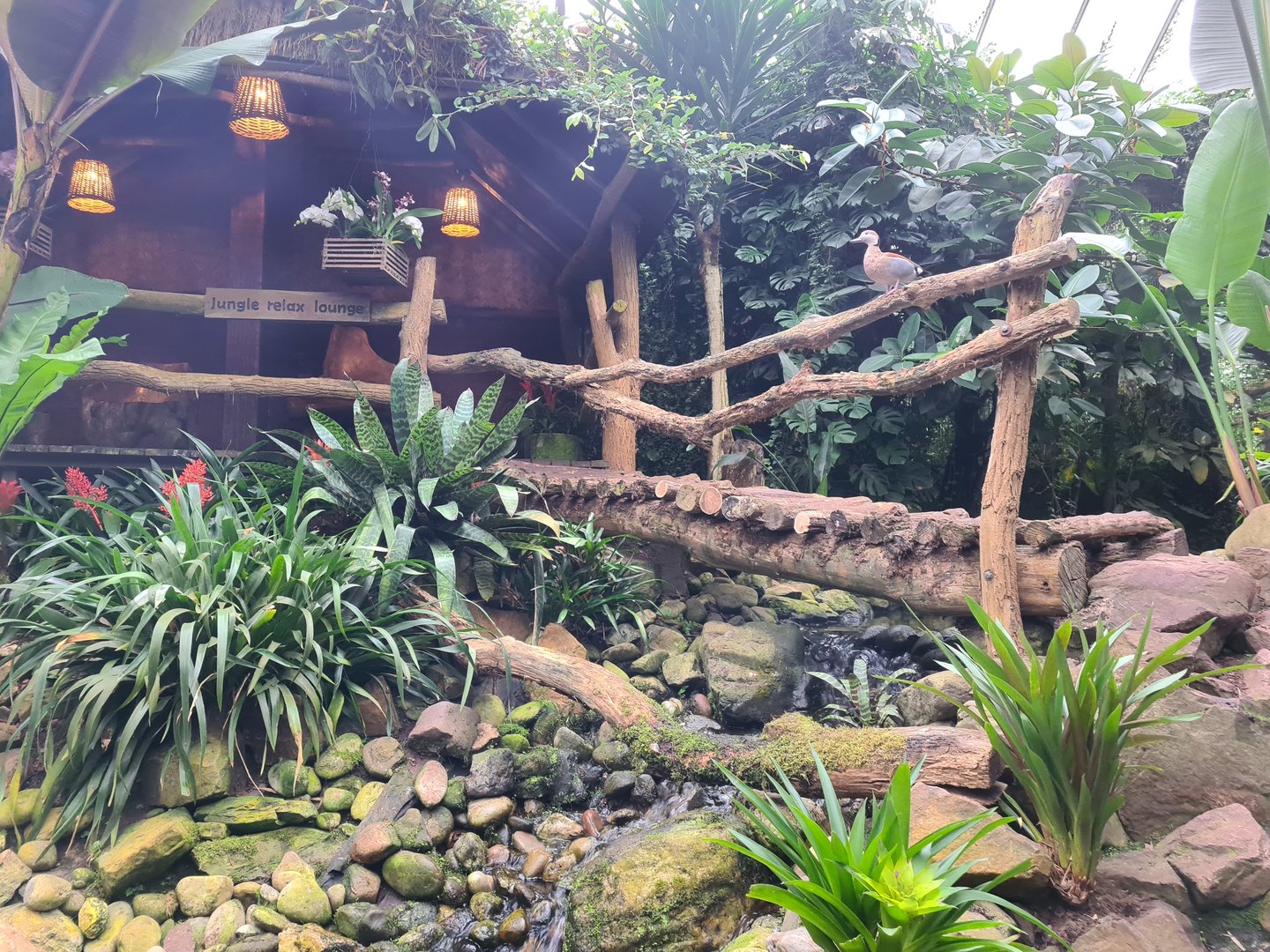 Bridge and Ringed teal in "Amazon" hall