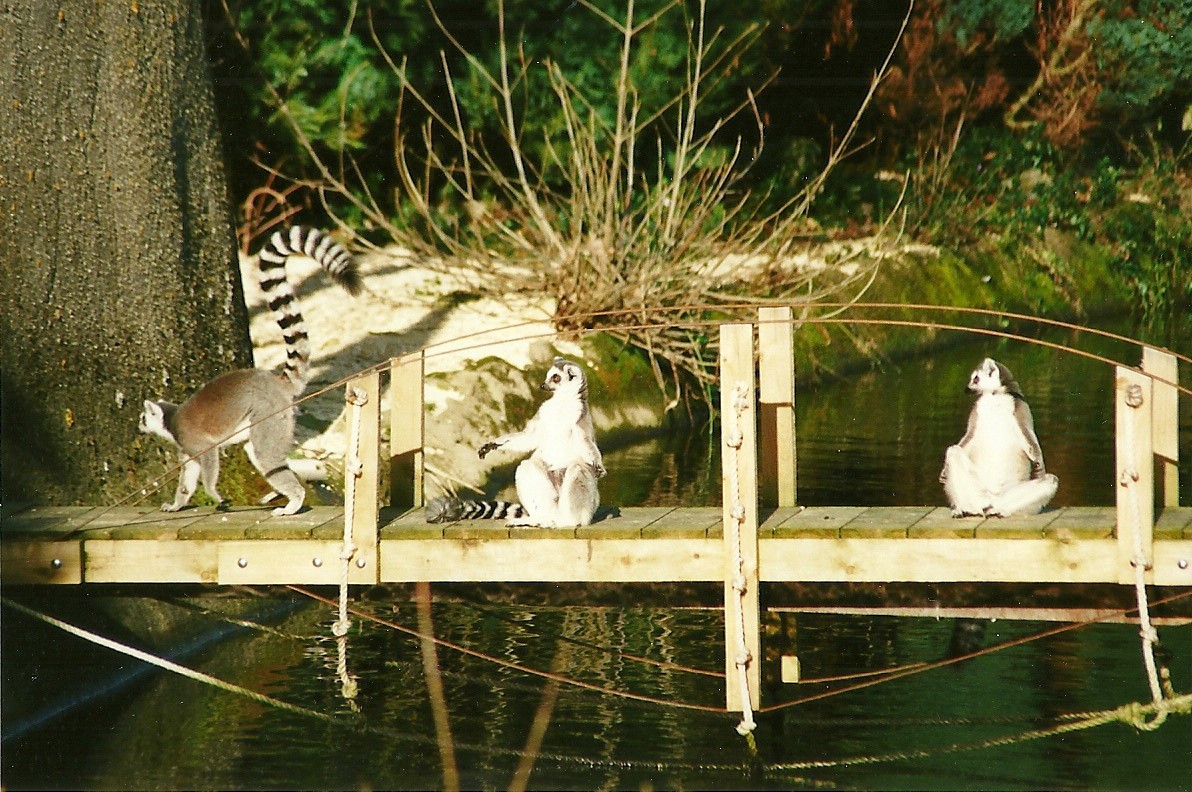 Bridge between Lemur house and island 12th February 2000