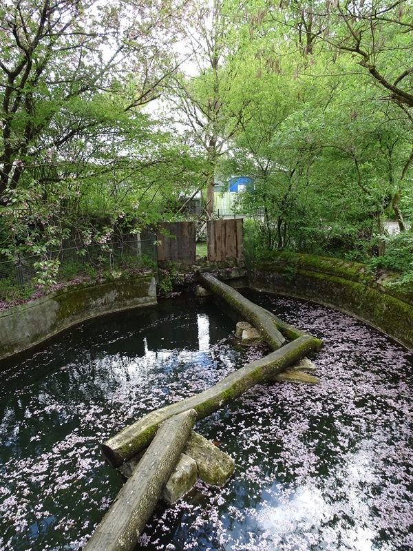 Bridge for red panda between enclosures