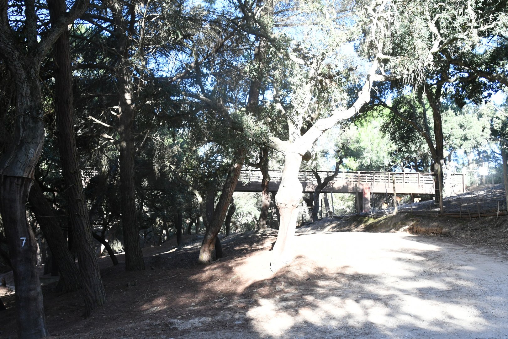 Bridge from the sitatunga paddock to drive-through safari overlook