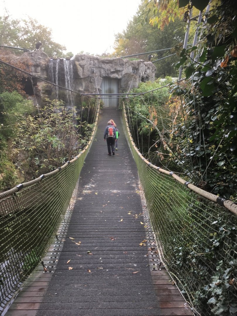 Bridge in Asian aviary