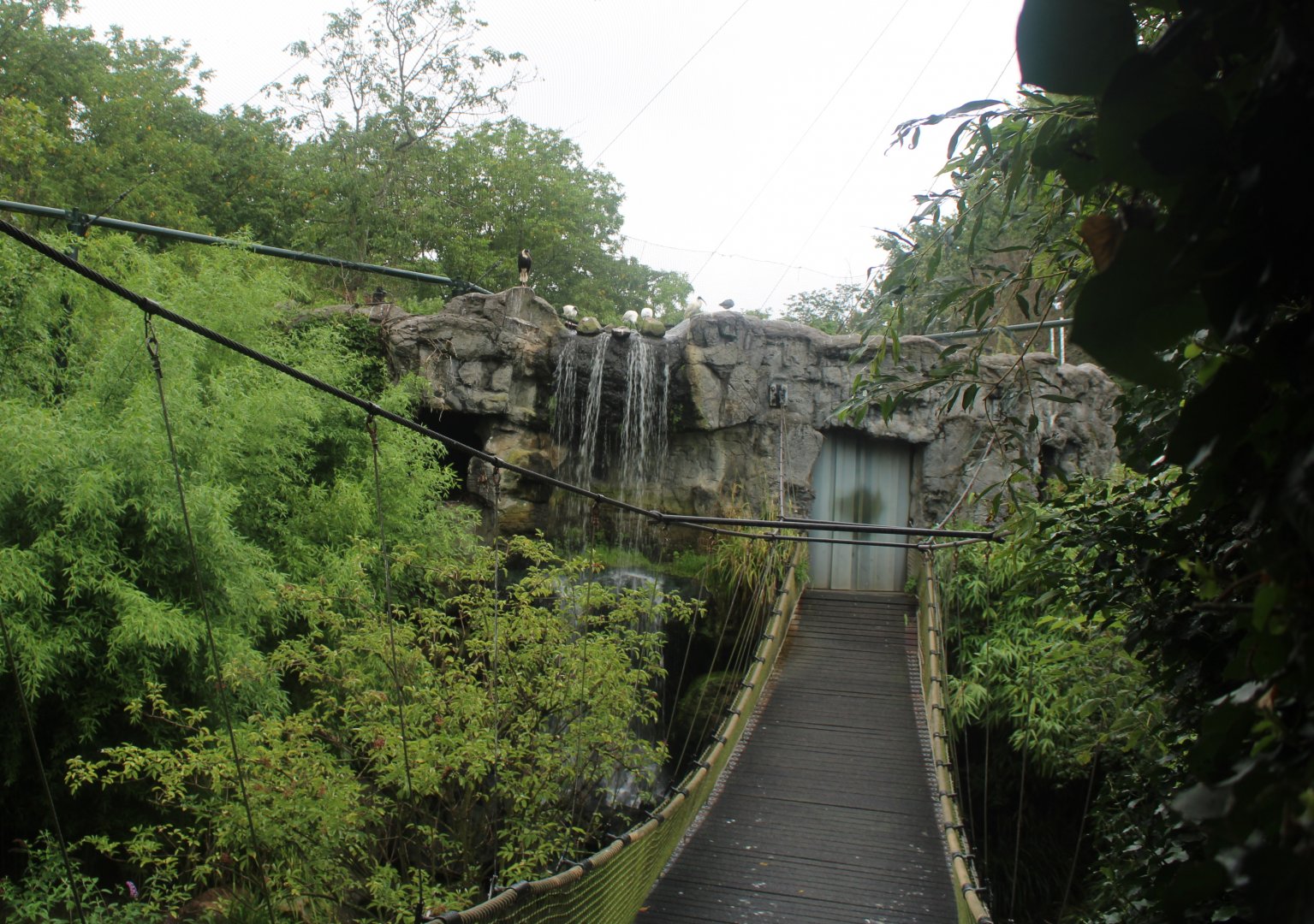 Bridge in Asian walk-through aviary