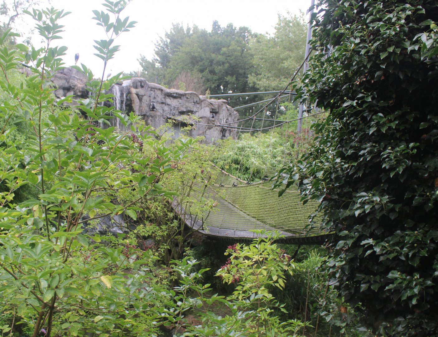 Bridge in Asian walk-through aviary