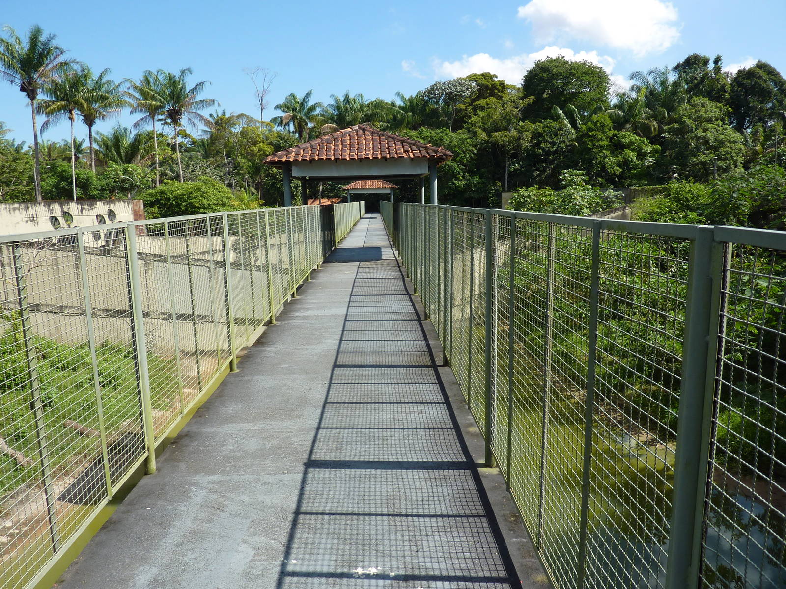 Bridge over big cat complex