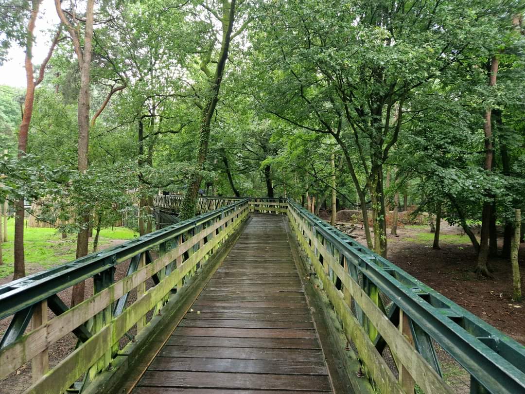 Bridge over Brown Bear/ Eurasian Wolf exhibit