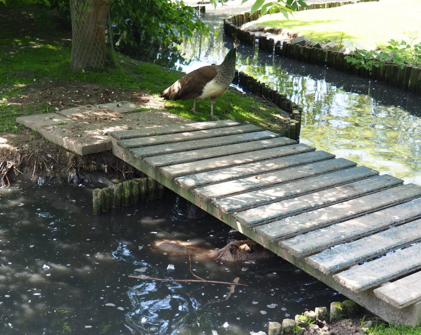 Bridge over pond in exhibit - With peafowl hen and capybara, 2019-06-01