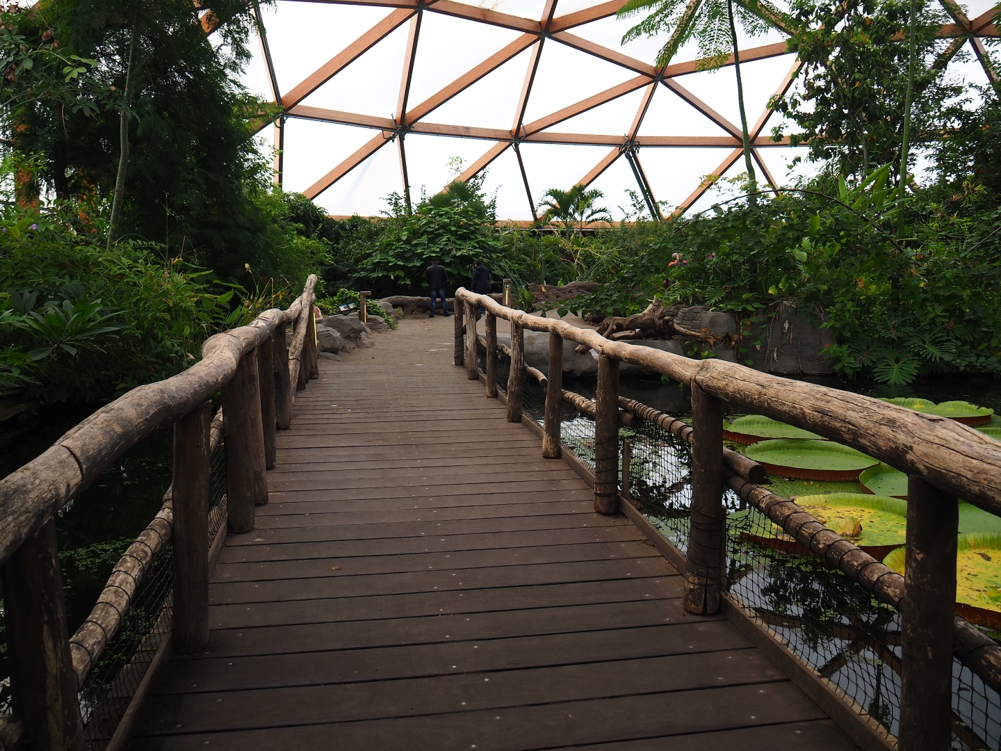 Bridge over the Victoria amazonica pond (Nov 10th, 2018)