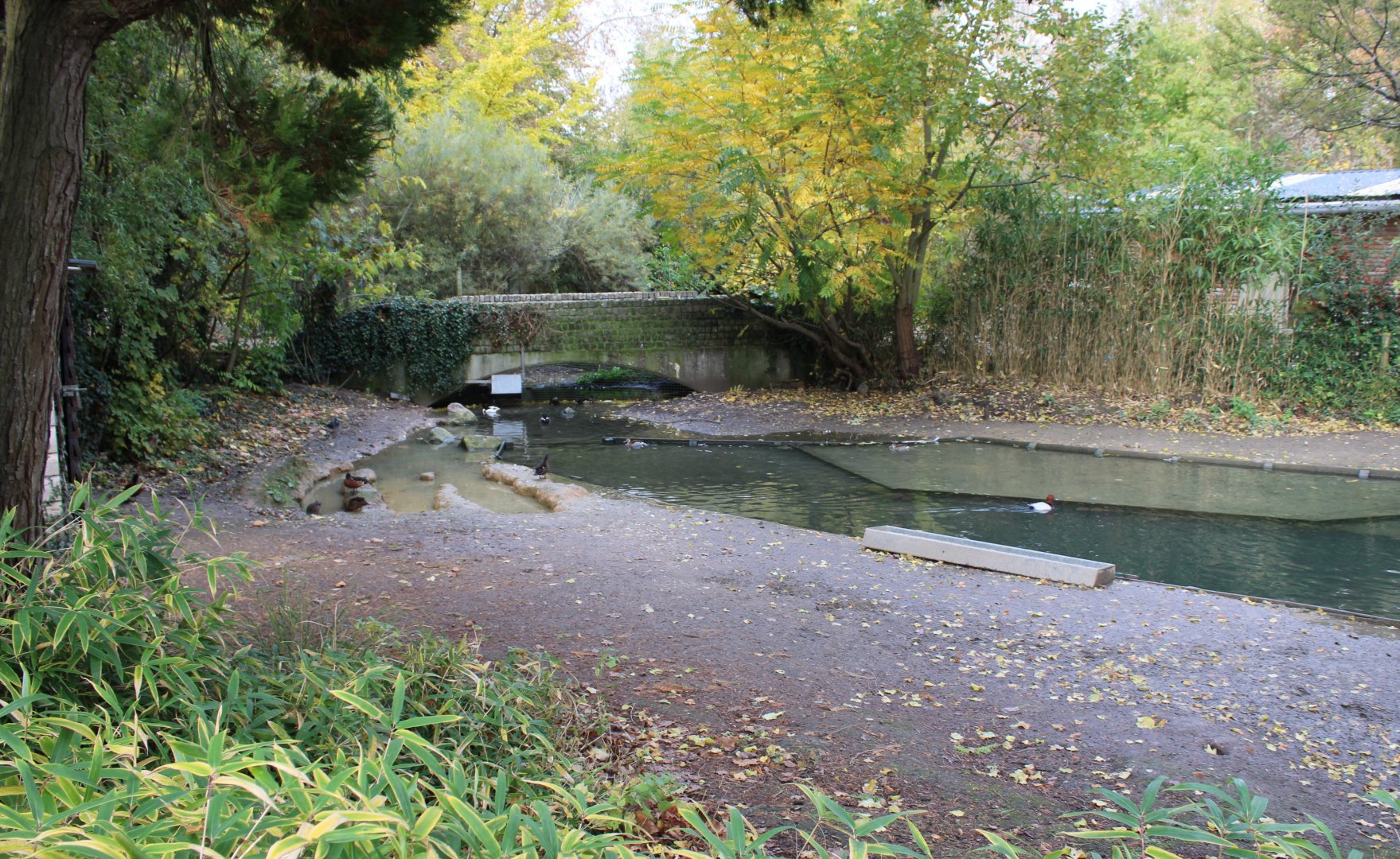 Bridge over Waterfowl-pond