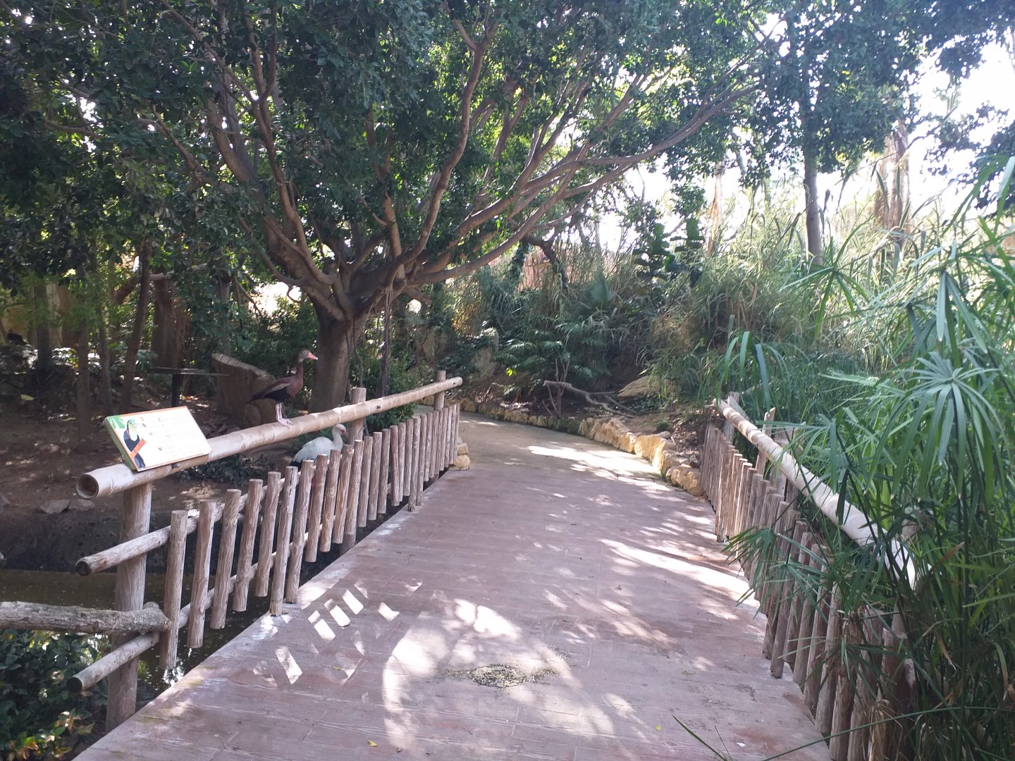 Bridge -TerraNatura Benidorm (2021)