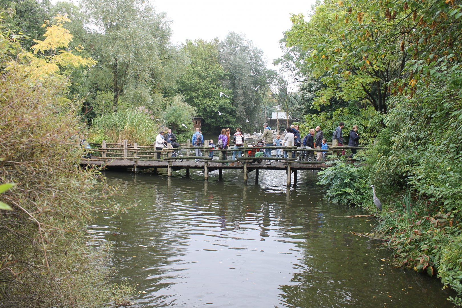 Bridge through Pelican-enclosure