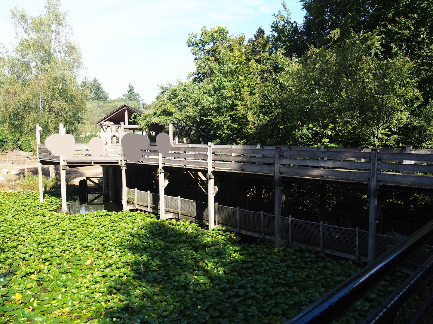 Bridge to Savanna exhibit viewing area, 2023-09-24