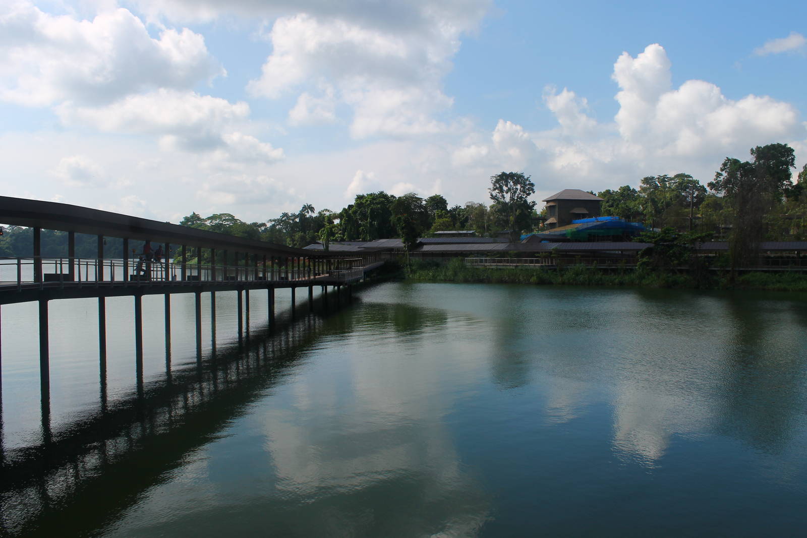 Bridge to Wild Amazonia