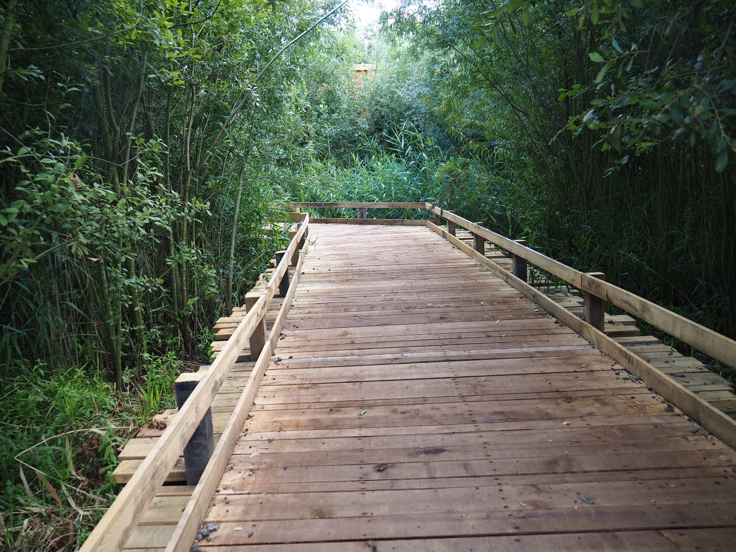 Bridge towards new bird-of-prey area