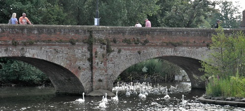 Bridge with Mute swans.  UK.