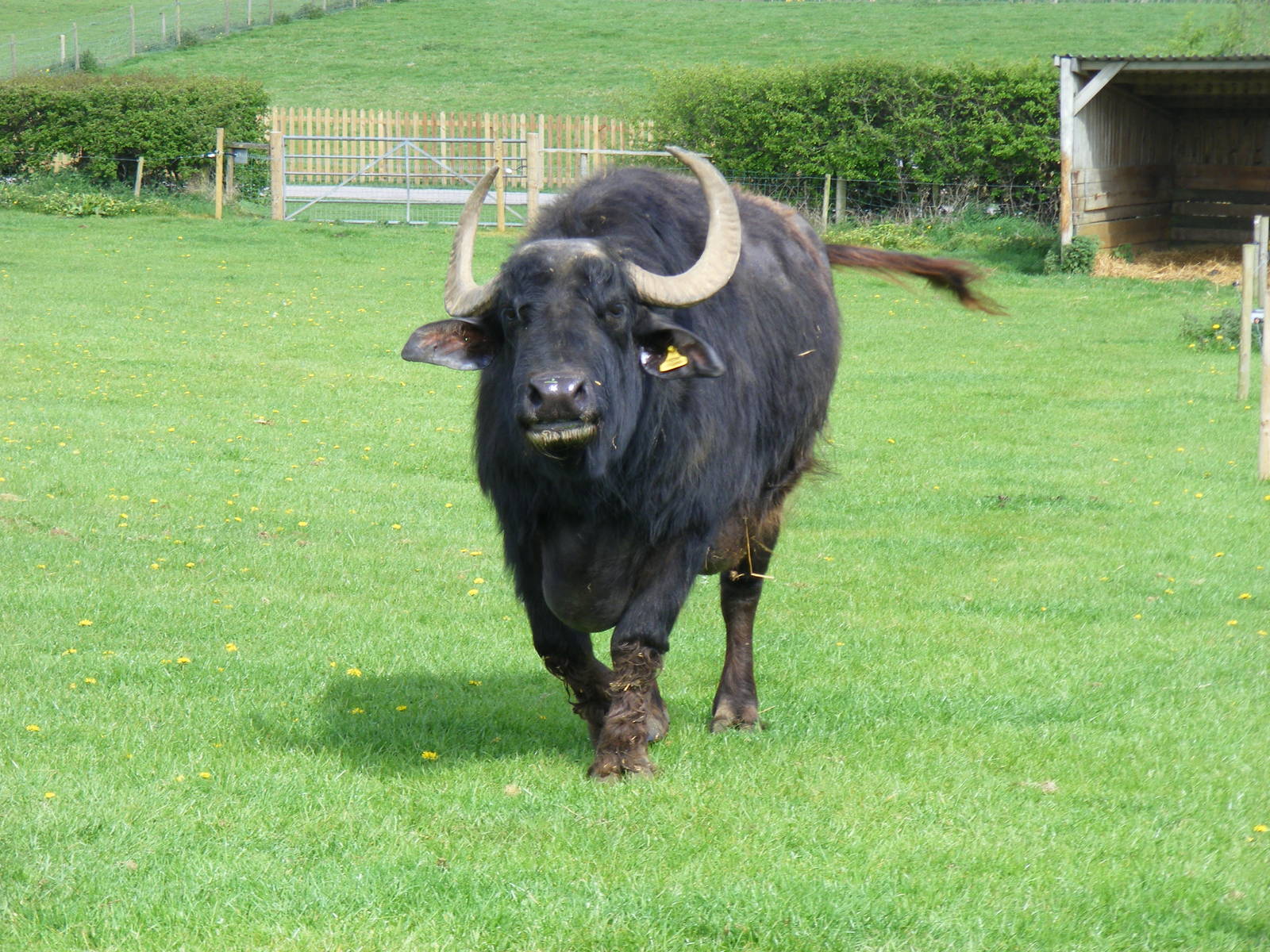 Bridget the water buffalo at Noah's Ark Zoo Farm, 1 May 2010