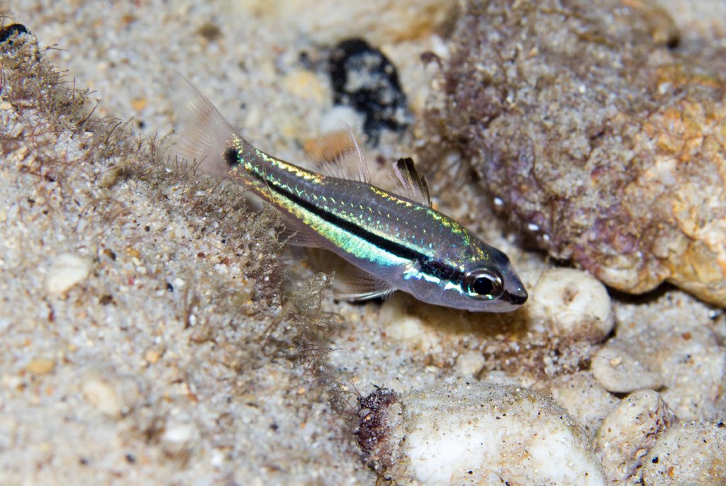 Bridled Cardinalfish