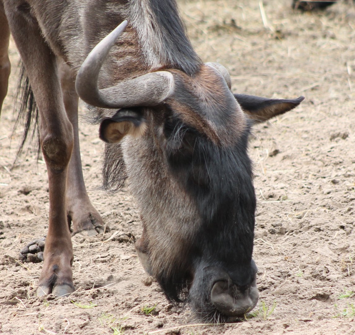 Bridled gnu