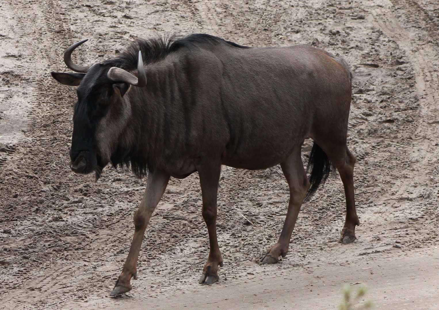 Bridled gnu