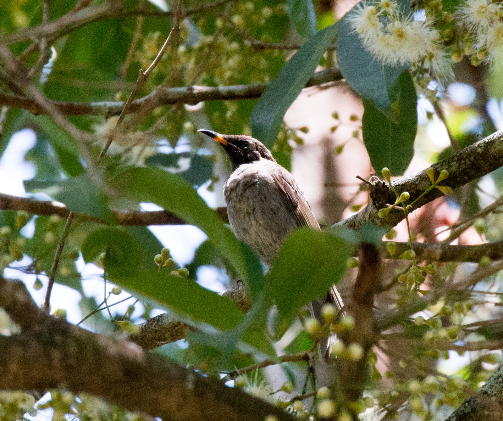 Bridled Honeyeater