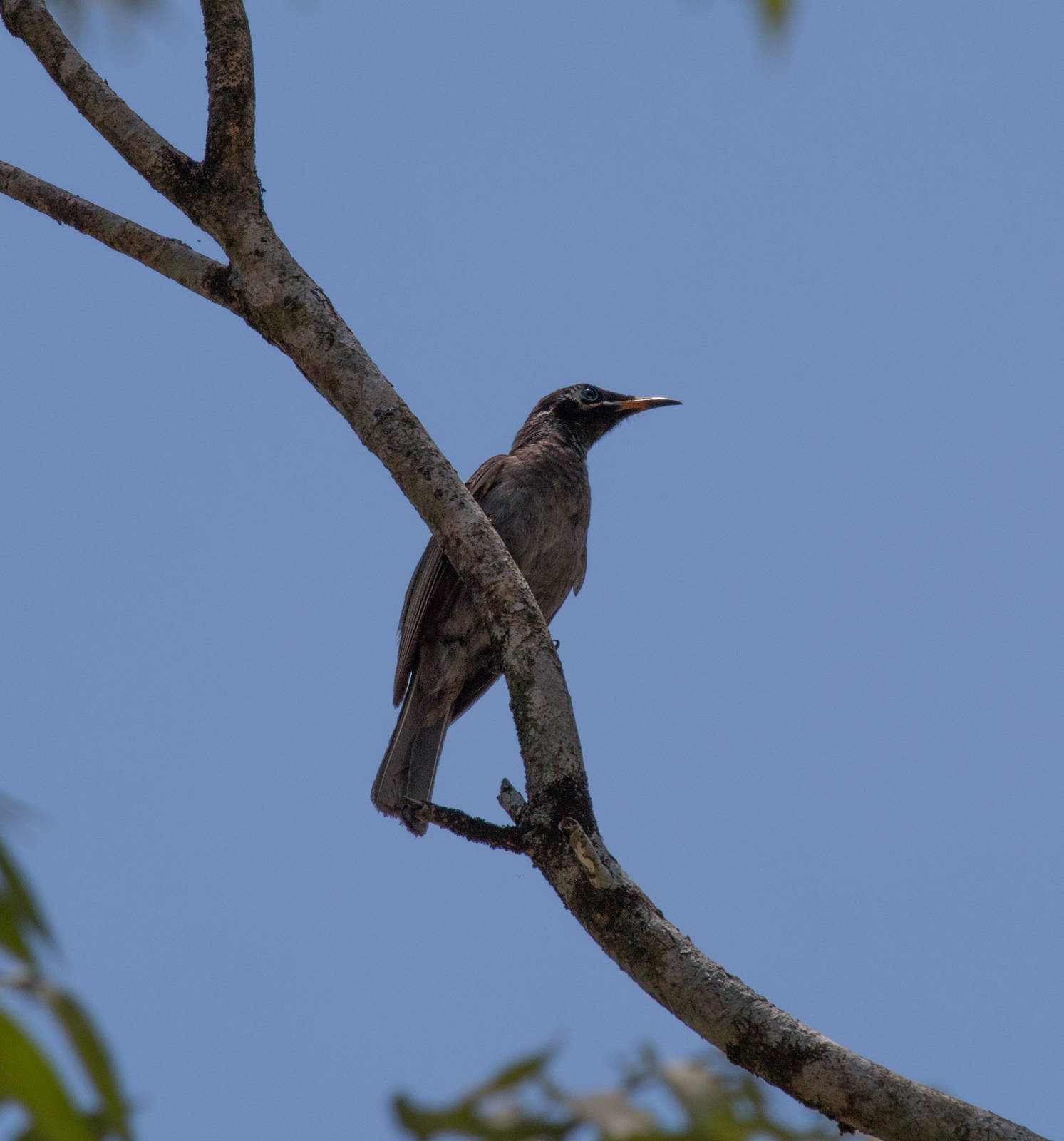 Bridled Honeyeater