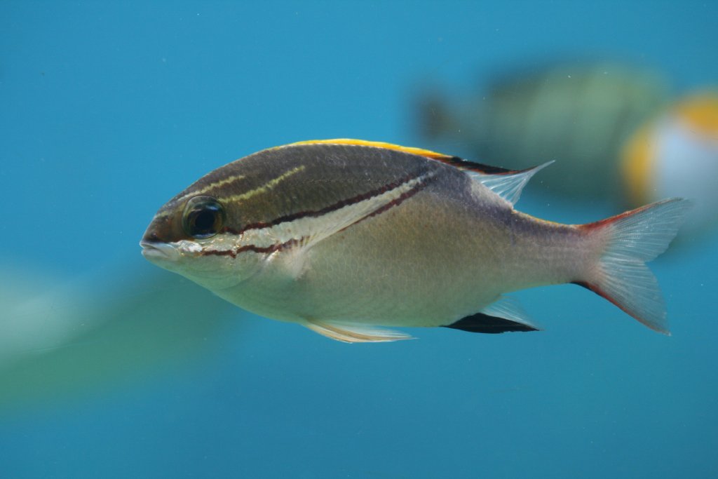 Bridled Monocle Bream