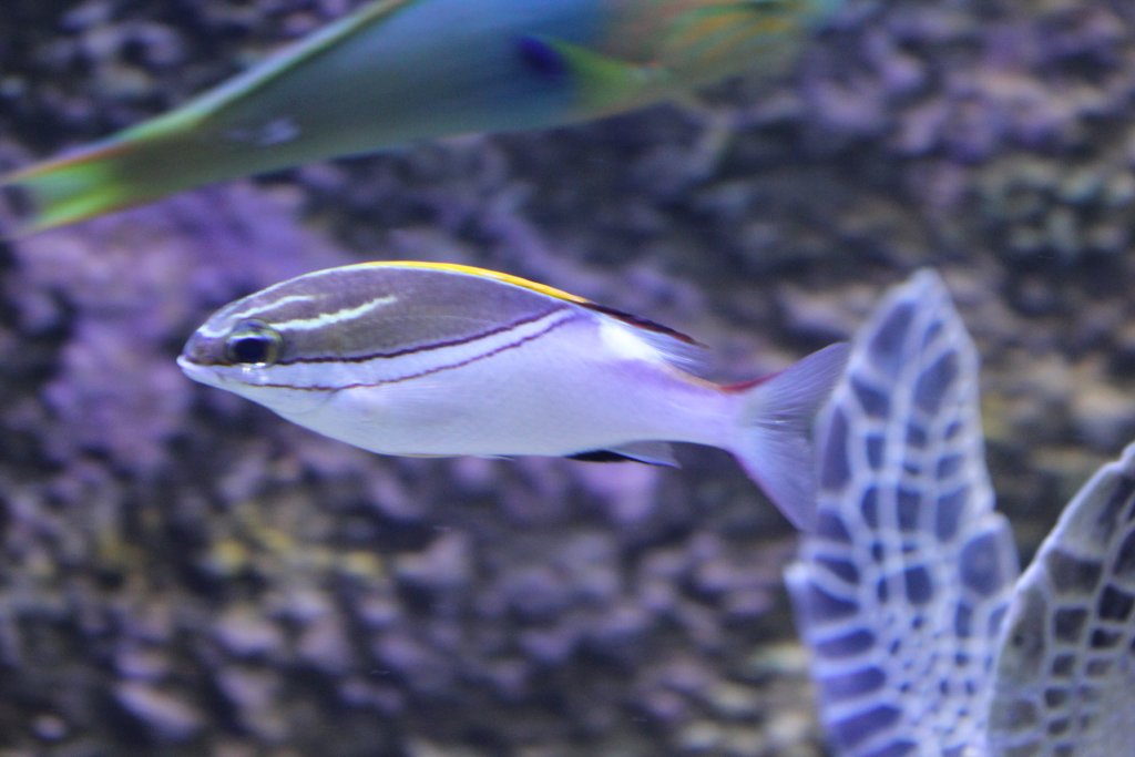 Bridled Monocle Bream