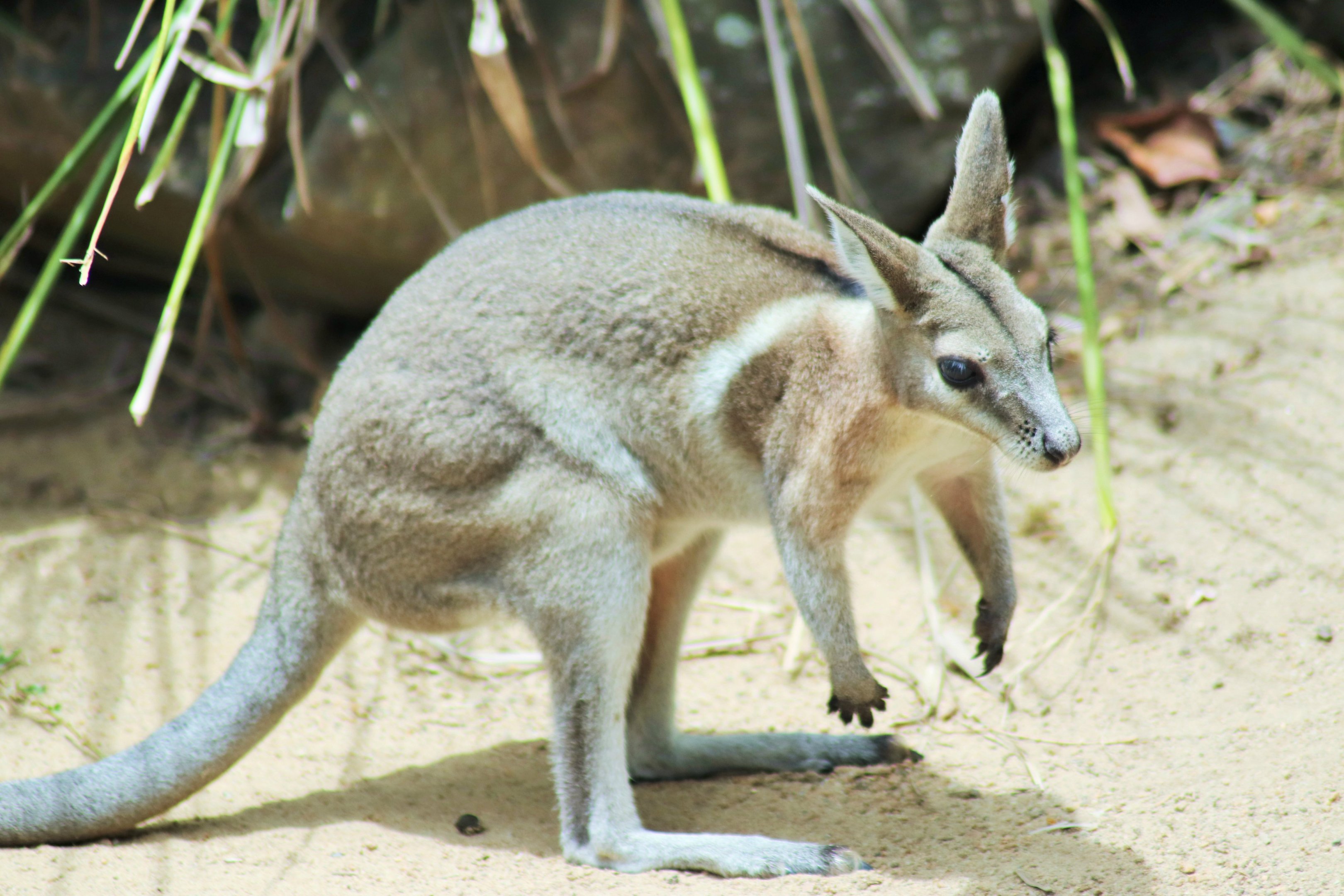 Bridled Nail-tail Wallaby (Onychogalea fraenata)