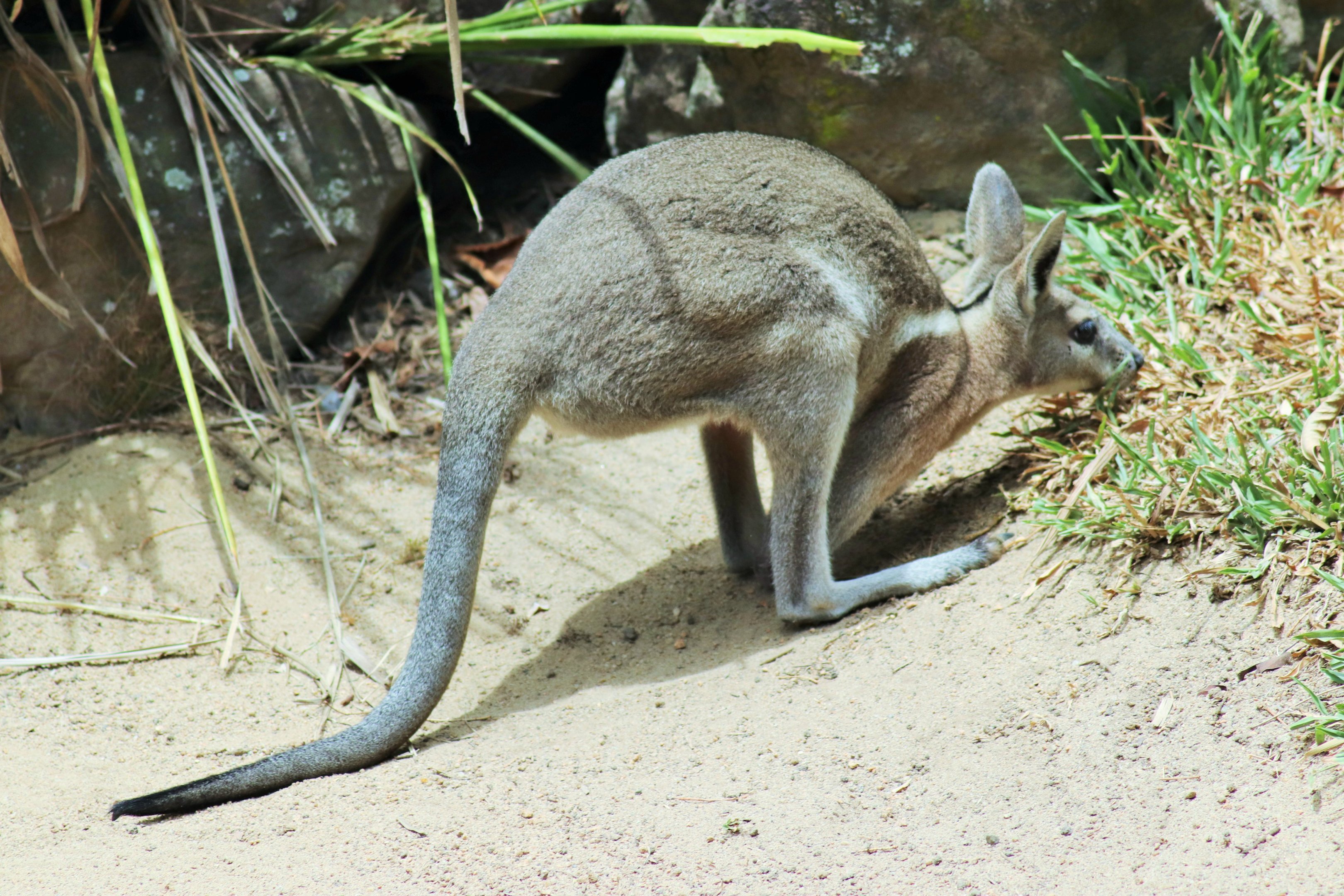 Bridled Nail-tail Wallaby (Onychogalea fraenata)