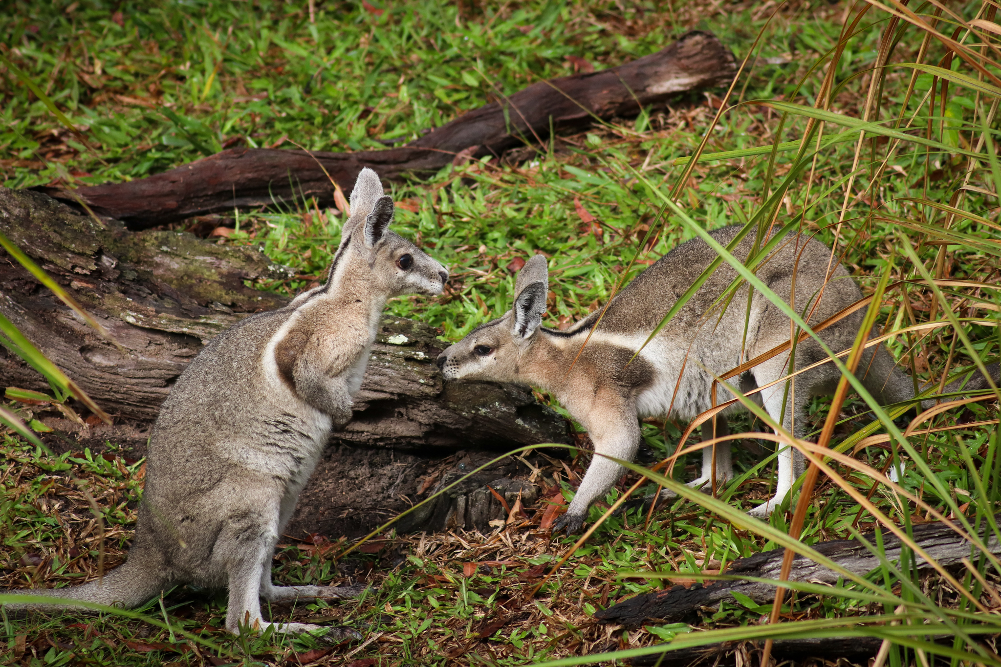 Bridled Nailtail Wallabies (Onychogalea fraenata)
