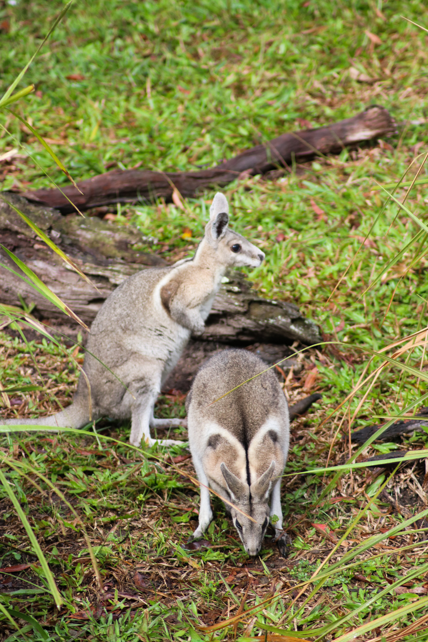 Bridled Nailtail Wallabies (Onychogalea fraenata)