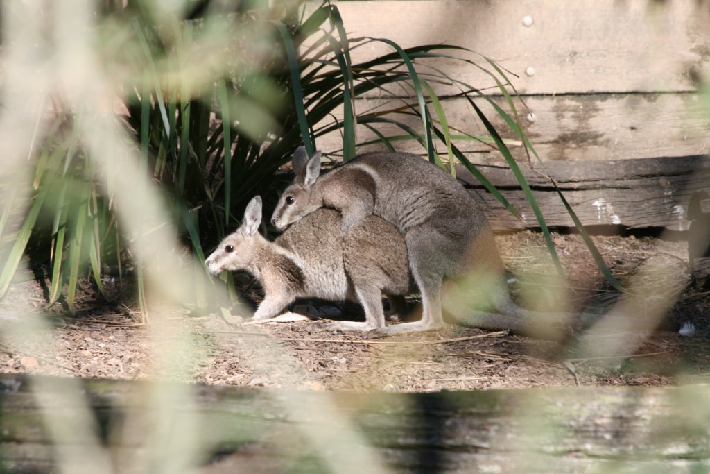 Bridled Nailtail Wallaby - Conservation in action