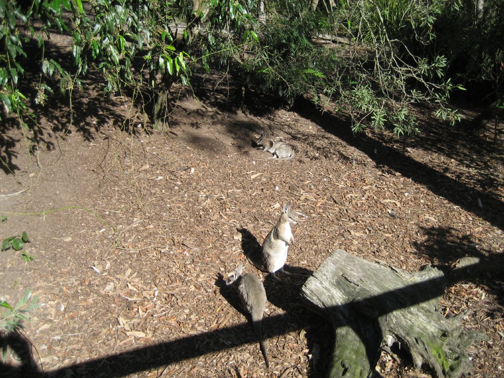 Bridled Nailtail Wallaby enclosure
