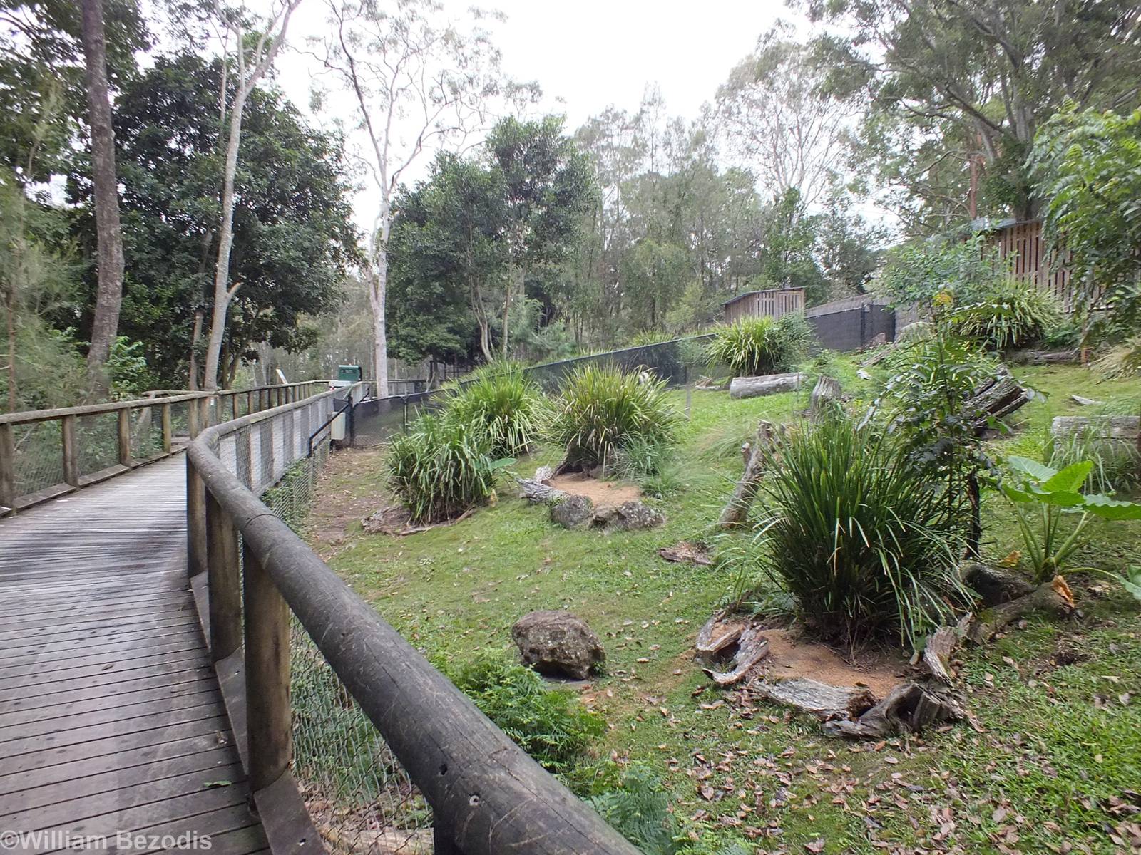 Bridled Nailtail Wallaby Enclosure