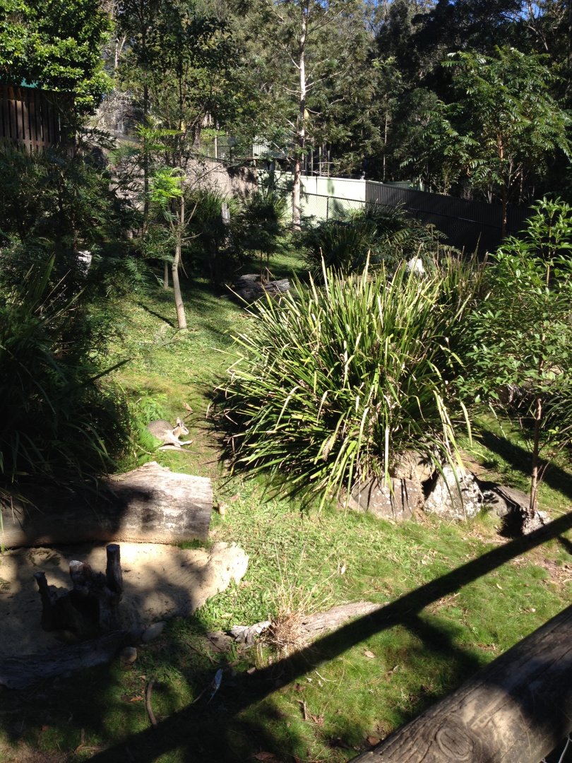 Bridled Nailtail-wallaby enclosure
